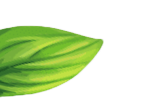 sliderleaf داستان قهوه از مزرعه تا فنجان با فلیچیتا