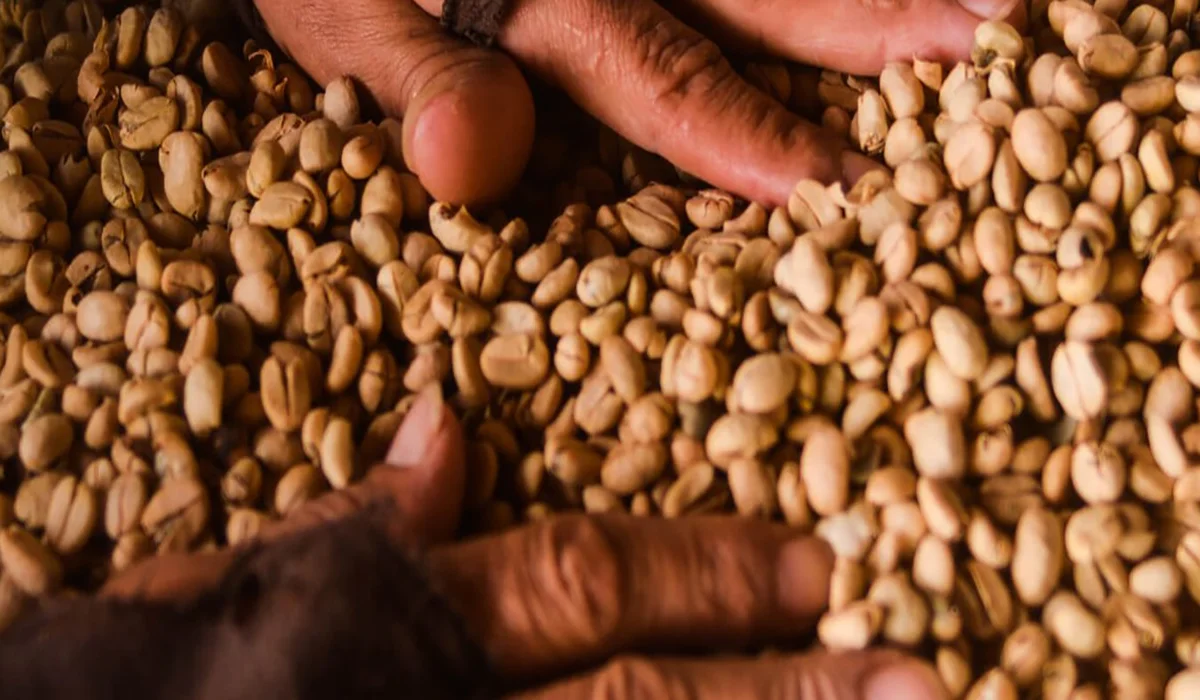  فرآیند شکل‌گیری پارچمنت قهوه