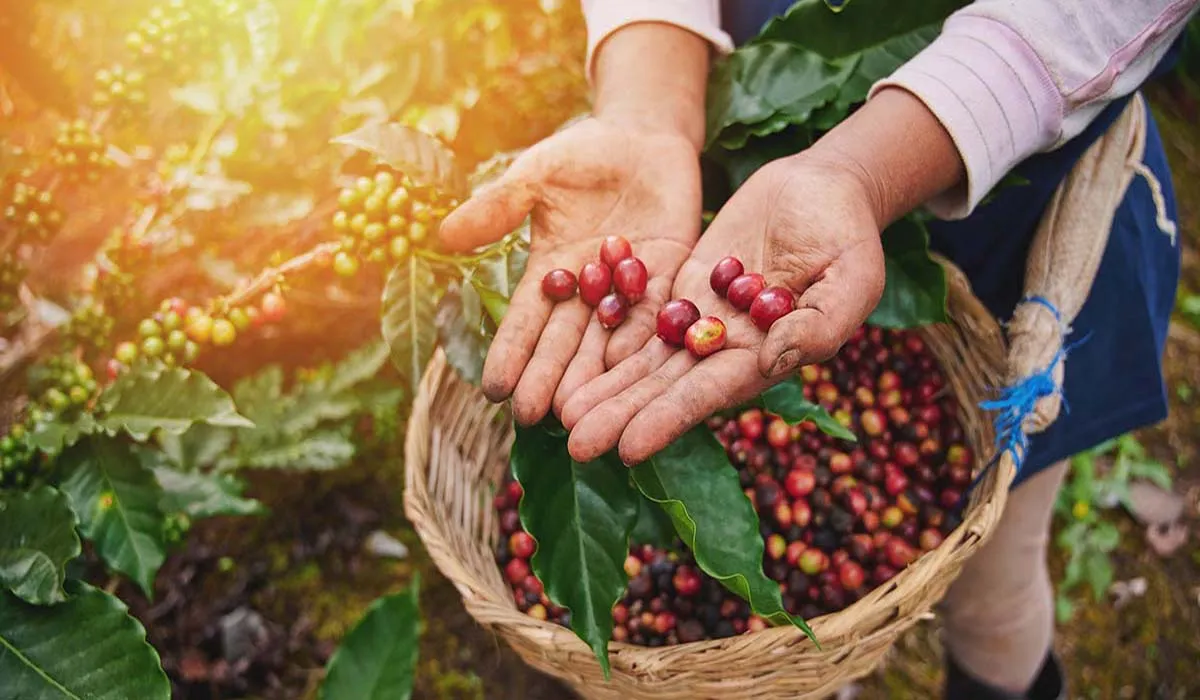 فصل برداشت قهوه